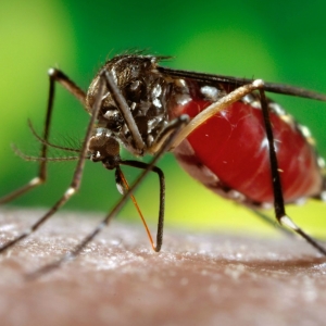 Как избежать укусов комаров