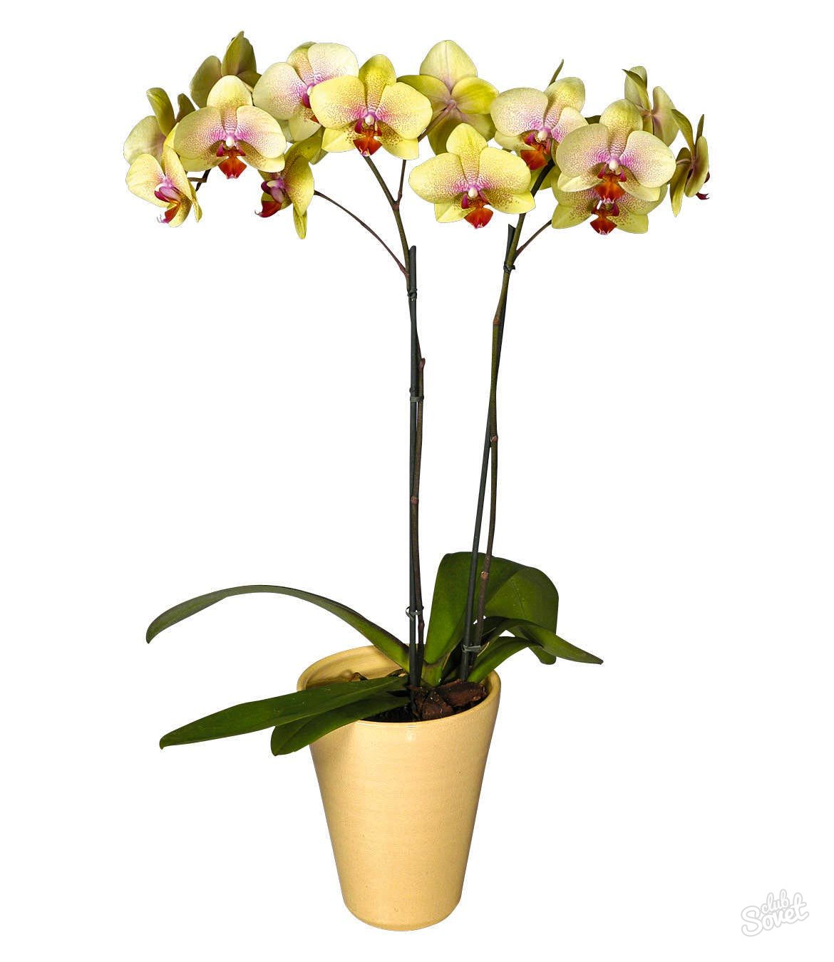 Wie-Orchidee