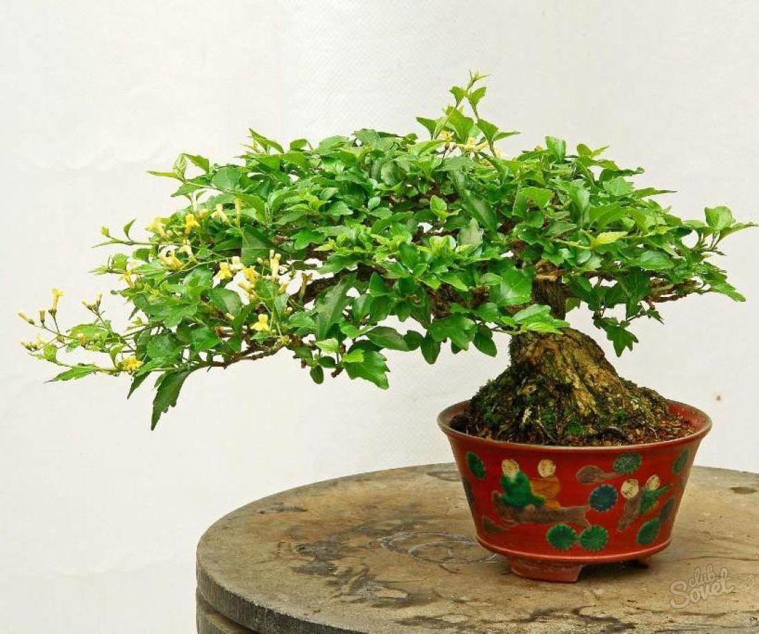 Kako rasti bonsai