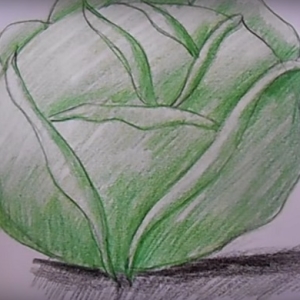 Как нарисовать капусту