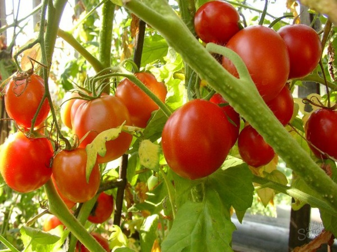 Ako pestovať sadenice paradajok