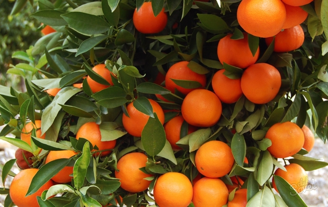 Cum să crească mandarina din os