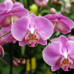Zakaj ne cvetijo orhideje?