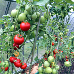 Cum să aibă grijă de tomate în seră