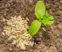 Come piantare i cetrioli nei semi a terra aperta