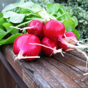 Stock Foto How to grow early radishes