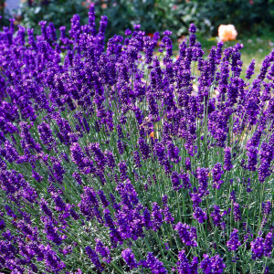 Foto bagaimana untuk tumbuh lavender