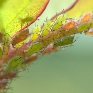 Comment se débarrasser de l'aphord dans le jardin