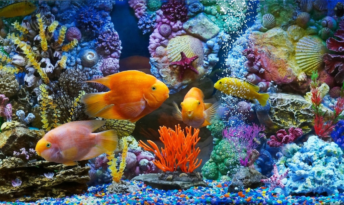 К чему снятся аквариумные рыбки?