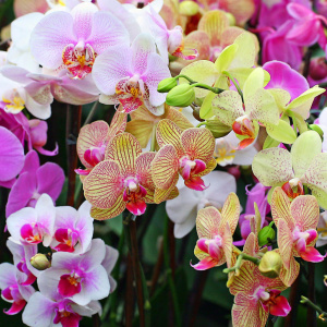 Wie man Orchidee in einem Topf transplantiert
