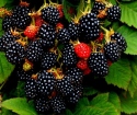 Jak zasadit blackberry