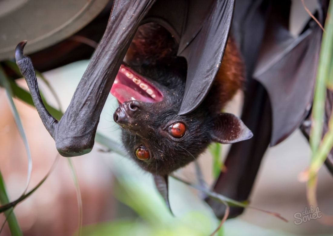 O que morcegos comem?