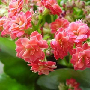 How to crop calanchoe