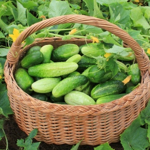 Stock Foto Root rot cucumbers how to deal