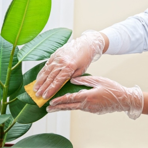 Photo How to care for ficus at home