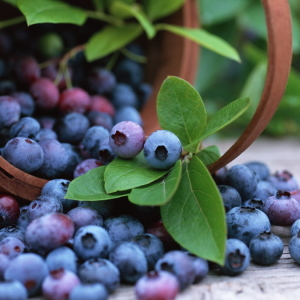 Foto Cara blueberry mengumpulkan