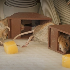 Foto cum să facă o cursă de șoareci