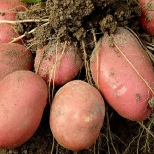 Foto Como plantar batatas