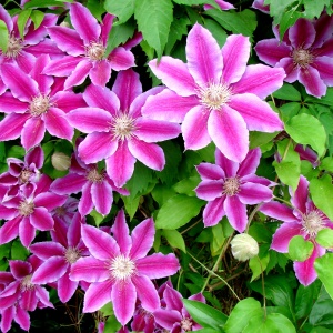 How to grow Clematis