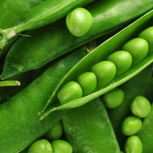 საფონდო foto როგორ შევინარჩუნოთ მწვანე Peas სახლში