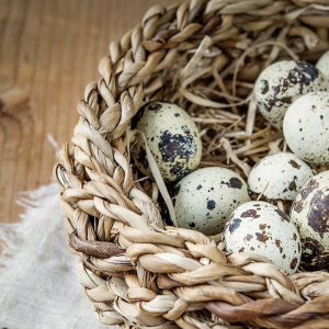 Křepelčí vejce - přínos a poškození, jak vzít