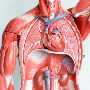 Photo Comment sont les organes d'une personne