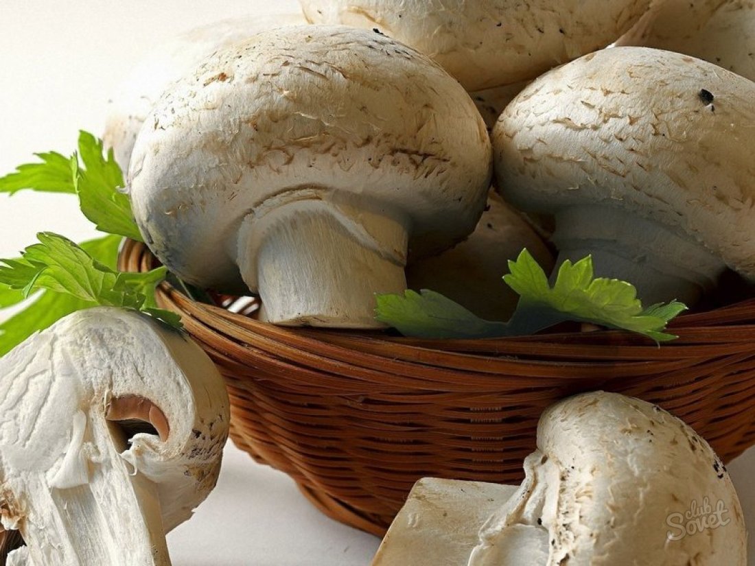 Growing champignons as a business
