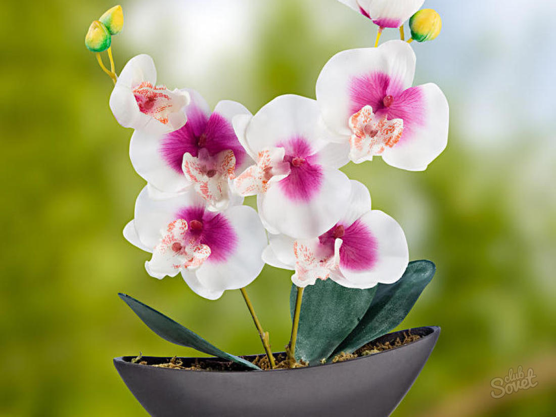 Hur sparar du orkidé?