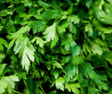 How to grow parsley at home
