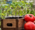 Какво да се хранят на разсада на доматите да бъдат дебеличка?