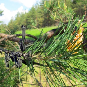 Photo caterpillars on the pine - how to fight