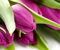 როგორ დარგე tulips გაზაფხულზე