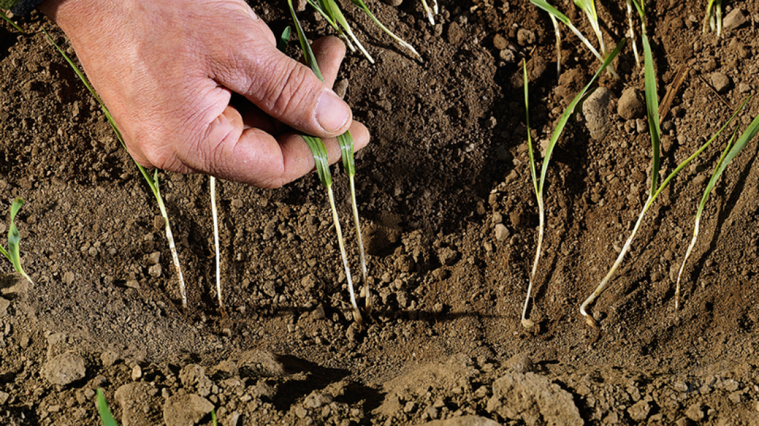 От чего зависит плодородие почвы?
