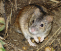 Kako se riješiti miševa u zemlji