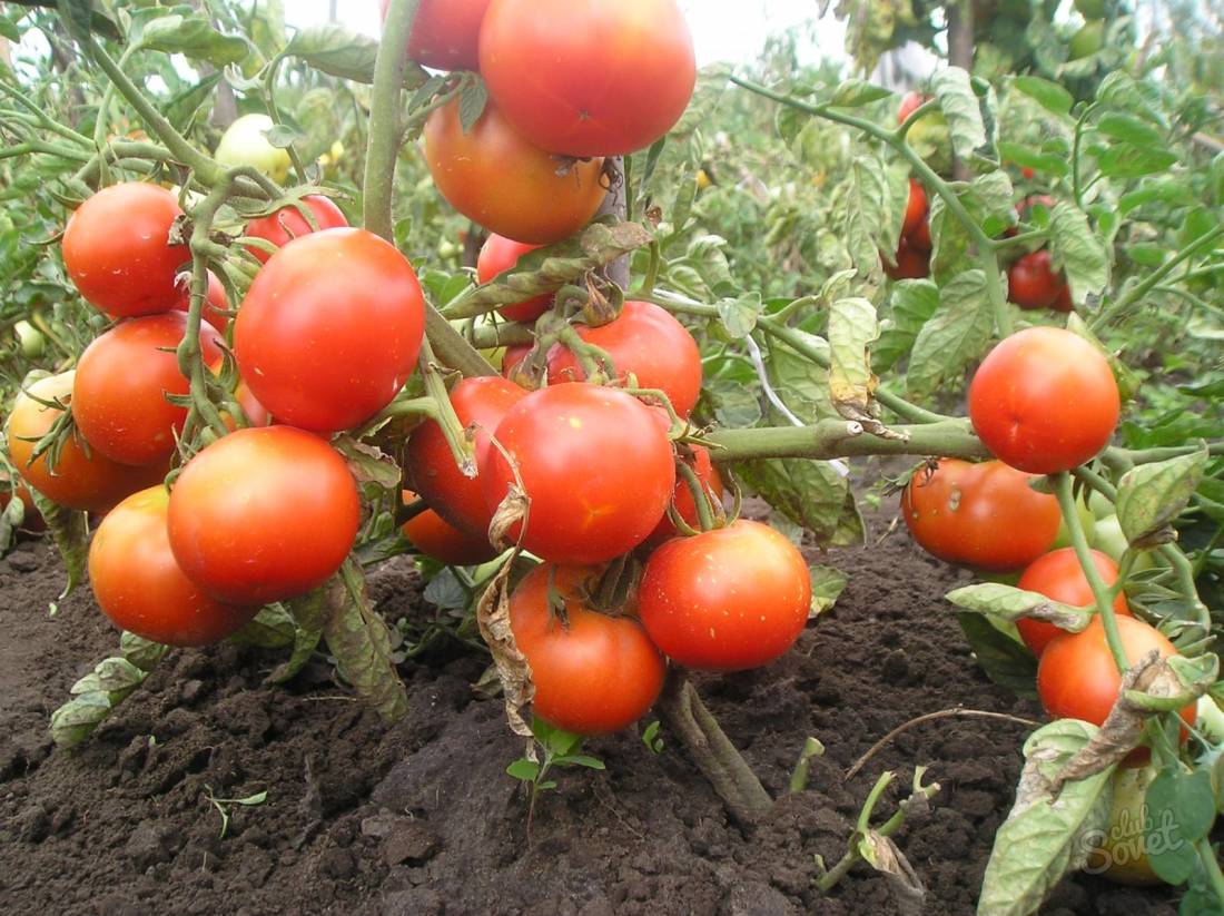 Pomodori vengono abbassati per il terreno aperto senza fumante