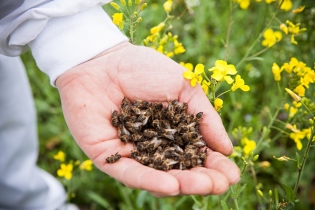 Як приготувати бджолиний підмор?