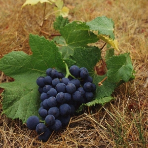 Фото как обрезать виноград летом от ненужных побегов