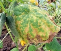 Yellow leaves of cucumbers - what to do