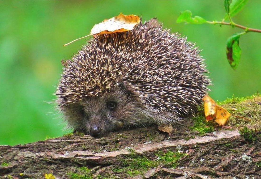 How to make a piece of hedgehog?