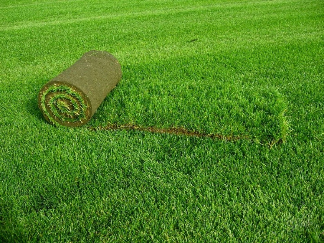How to make a lawn