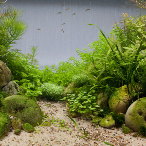 Fotoğraf Akvaryumda yosunlardan nasıl kurtulur