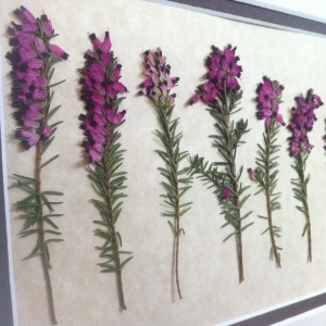 Fotoğraf herbaryumu nasıl yapılır