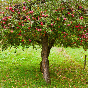 Wie man eine Apfelbaumkrone bildet