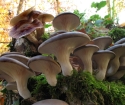 Kako rasti gljive kod kuće