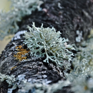 Stock Foto Lichen on trees how to deal