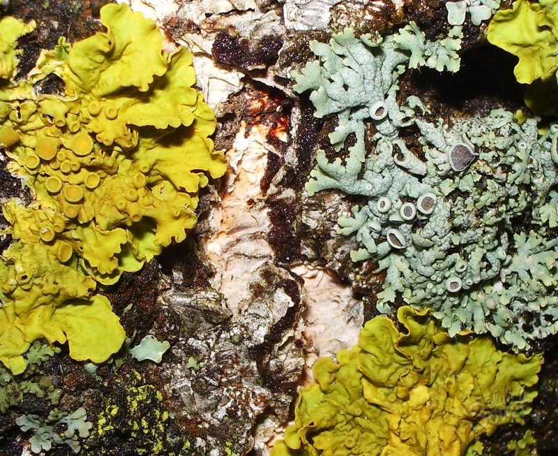 Lichen در درختان چگونه به معامله