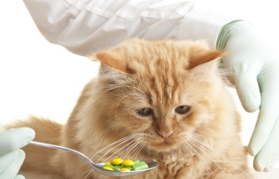 Hogyan adjunk egy macska tablettát