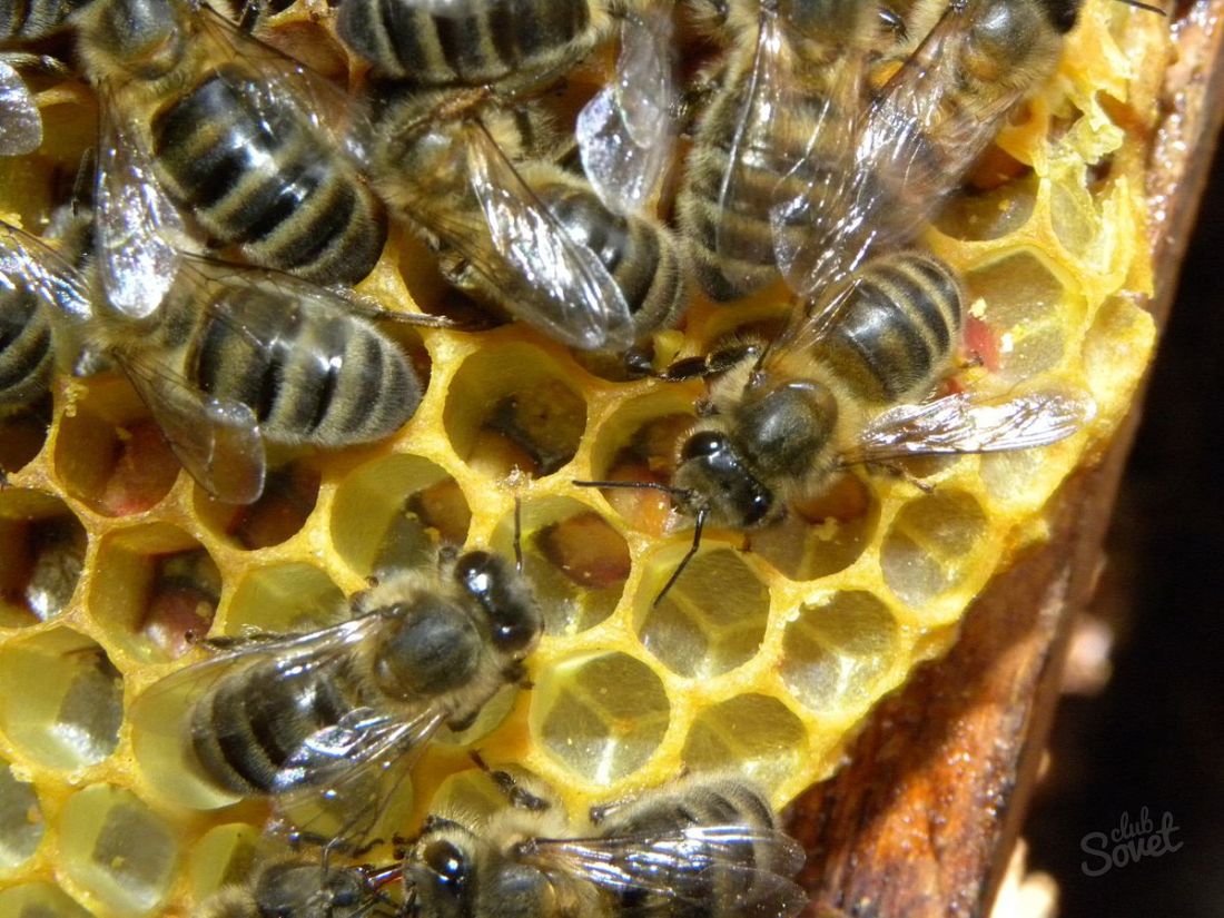 วิธีการรับผึ้ง