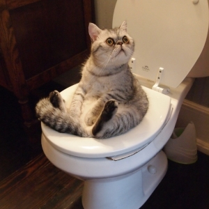 عکس چگونه یک گربه را به توالت آموزش دهید