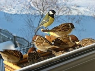 Как да помогнем на птиците през зимата
